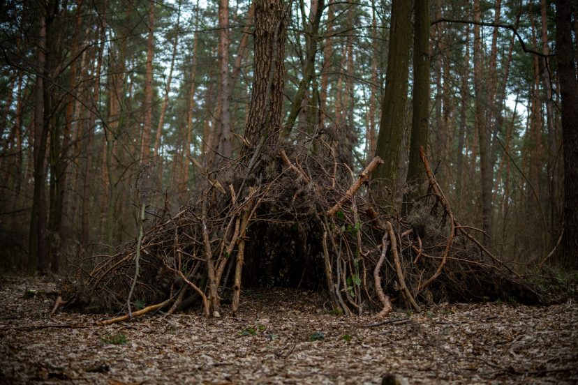 A handmade debris-hut survival shelter built from branches and leaves in a dense forest